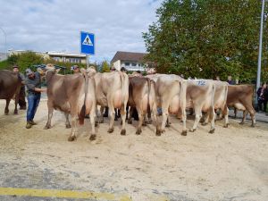 Schneuter ltere